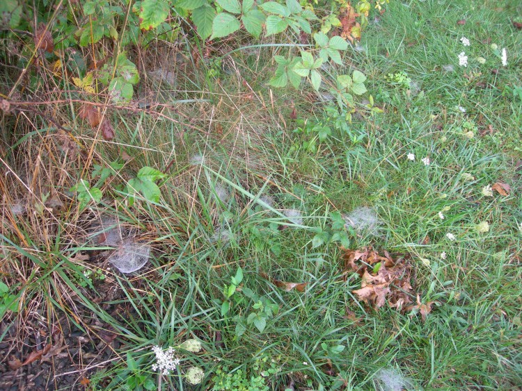 photo of webs covered with dew