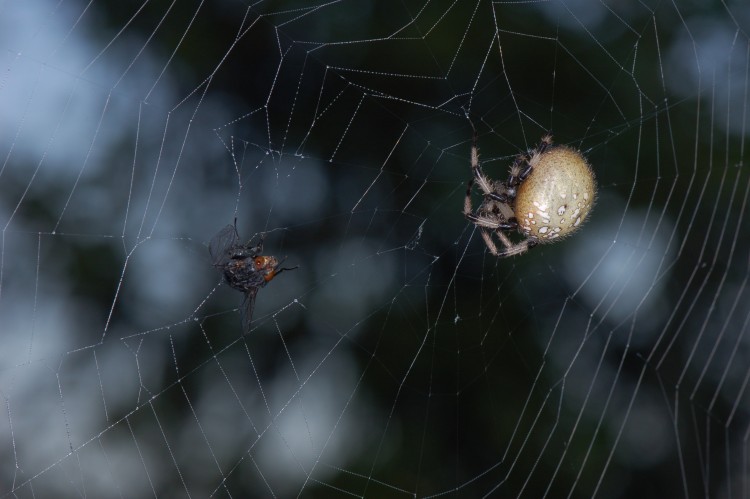 photo of shamrock orbweaver