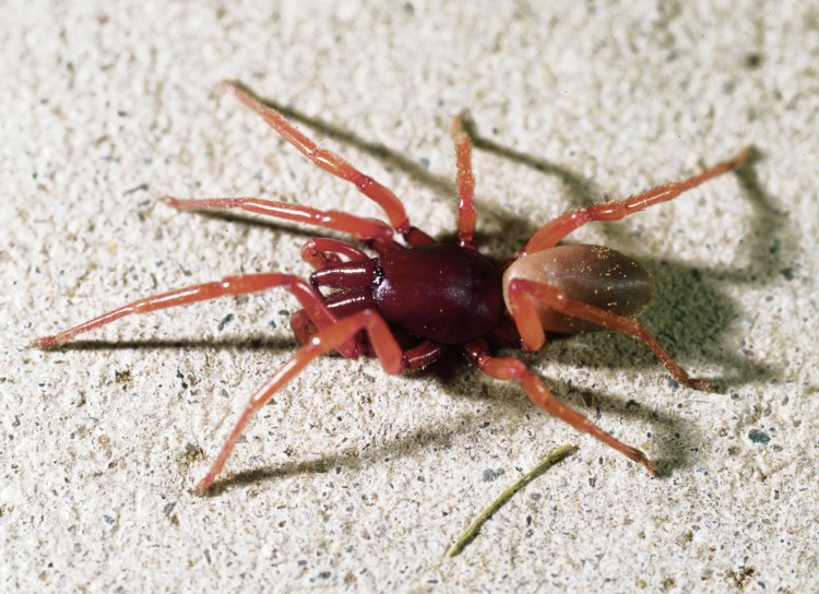 photo of male woodlouse spider