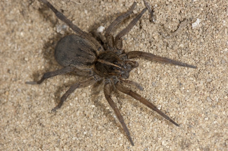 photo of female field wolf spider