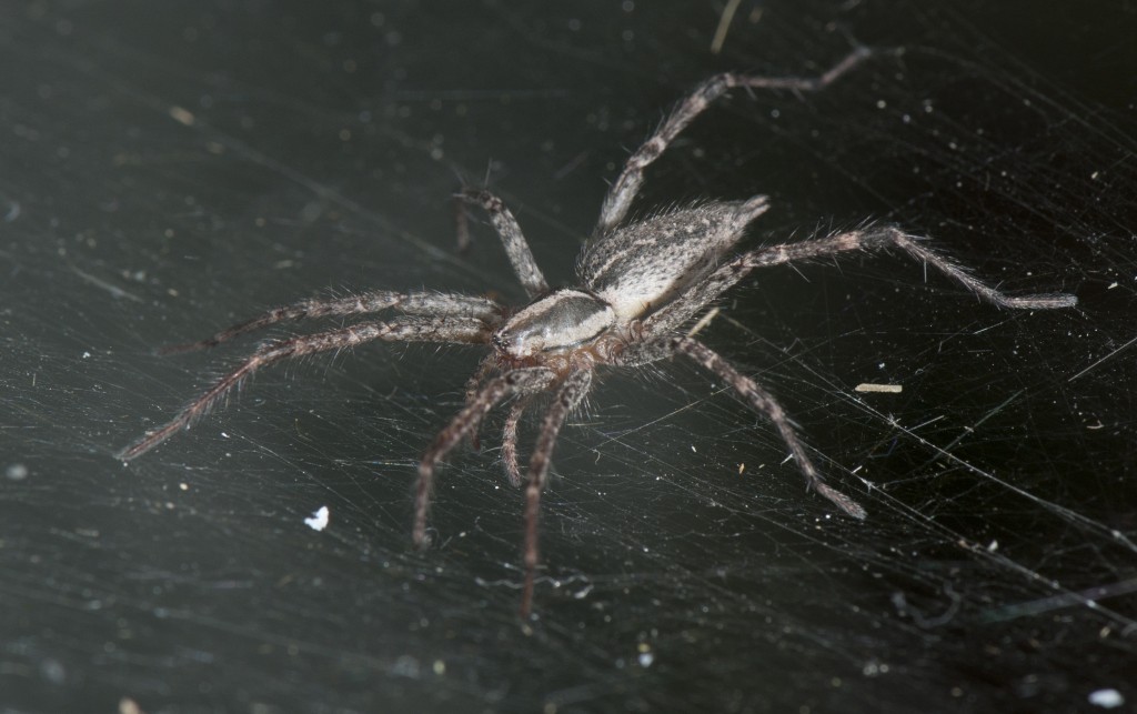 an adult female grass spider Agelenopsis pennsylvanica on her web