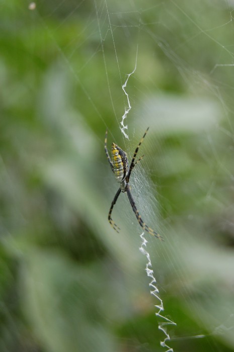 photo of garden spider in her web with a stabilimentum