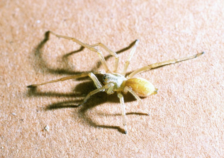 photo of yellow sac spider