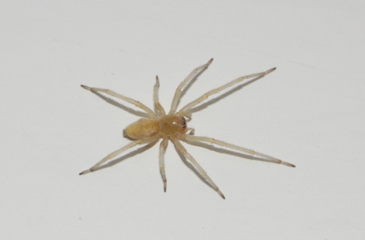 photo of yellow sac spider