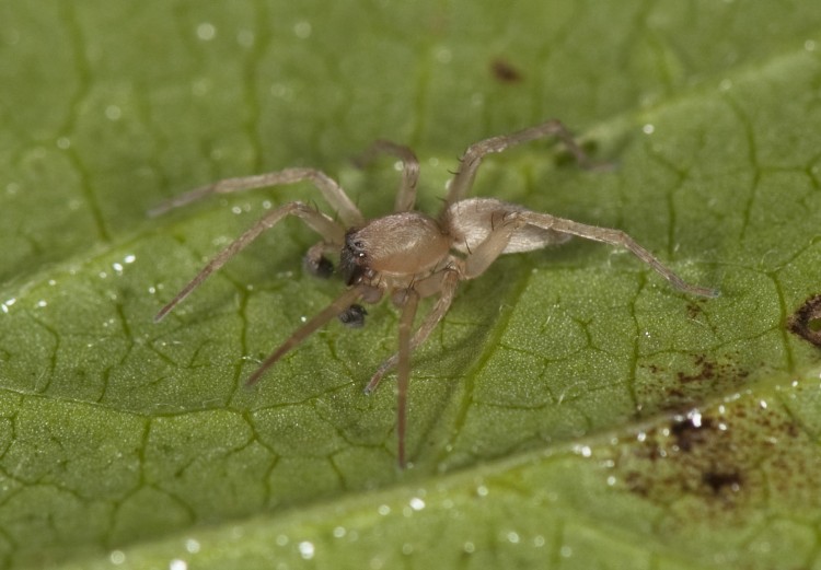 Clubiona abboti adult male