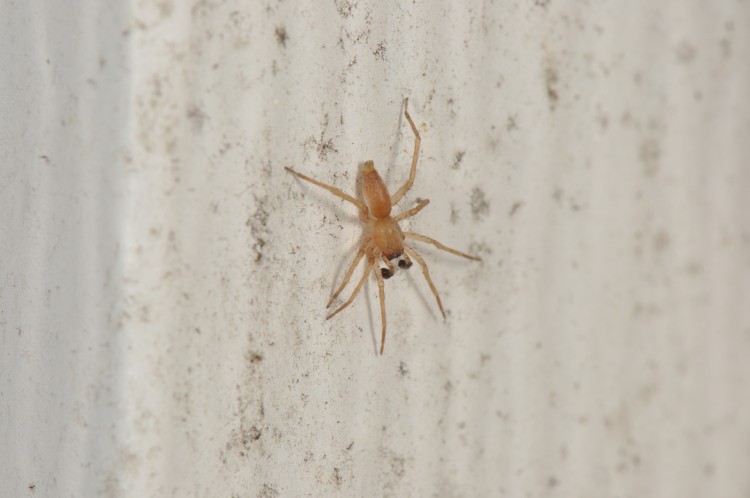 Clubiona abboti adult male