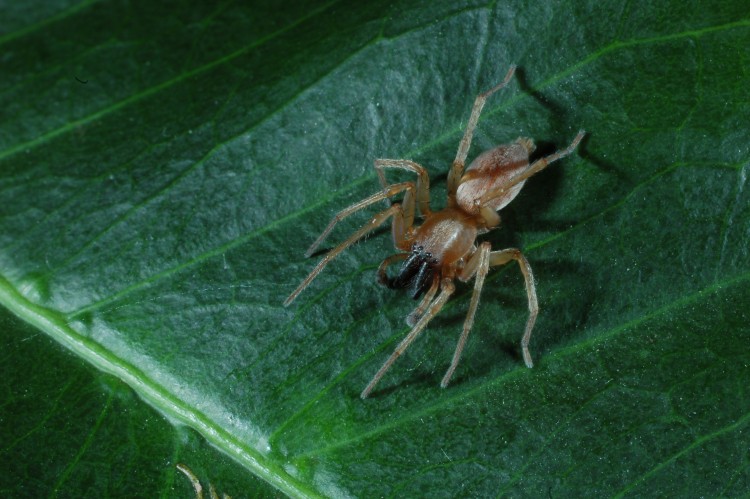 Clubiona mixta adult male