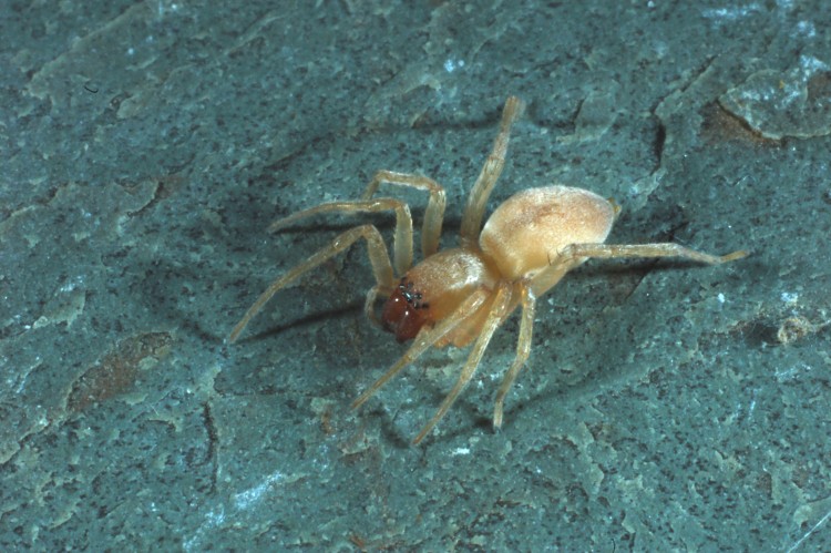 Clubiona sp? subadult female