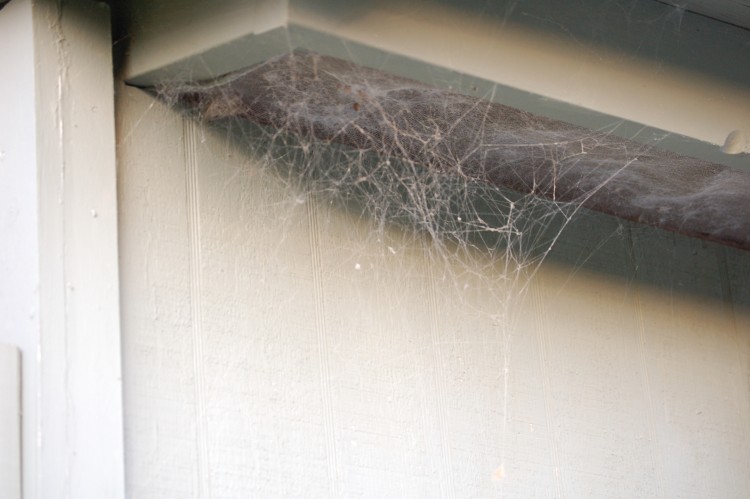 photo of dusty common  house spider web