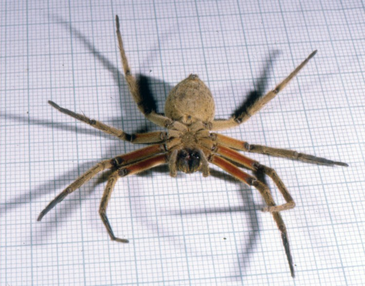 photo of underside of wandering spider