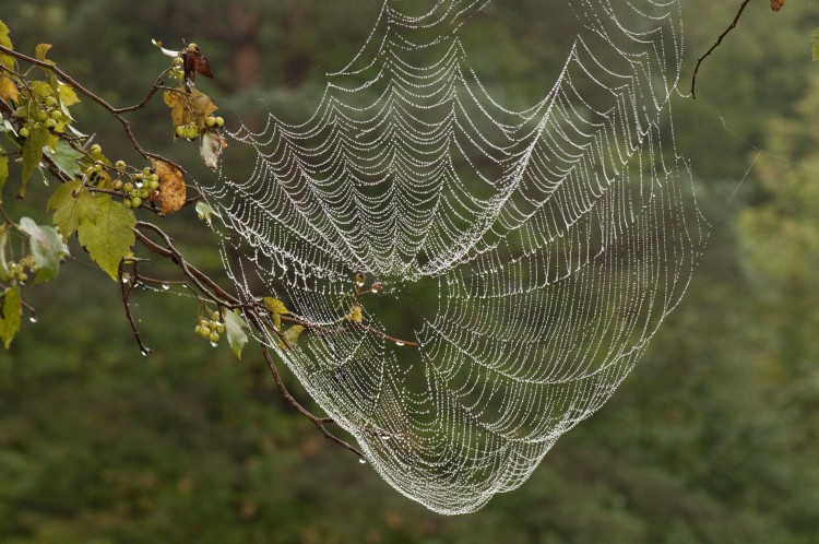 spider web with dew