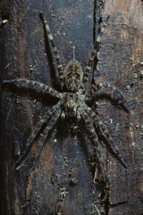 Dolomedes tenebrosus hangs on tree trunk