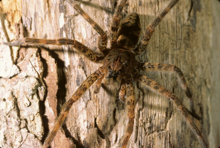 photo of Dolomedes tenebrosus