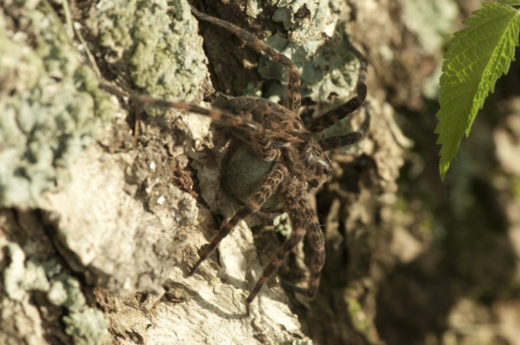 photo of Dolomedes tenebrosus with egg case