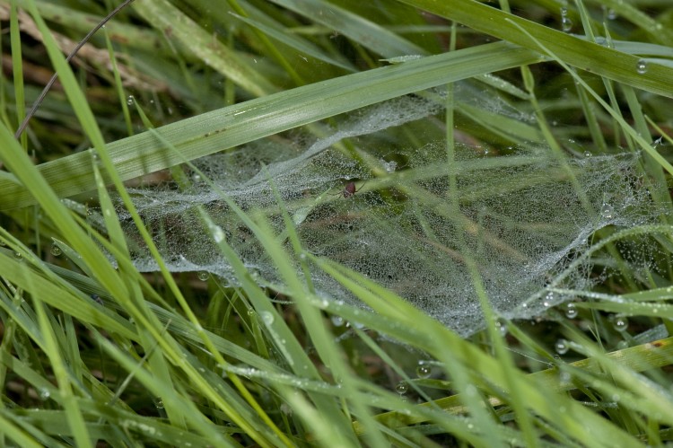 photo of scarlet sheetweaver