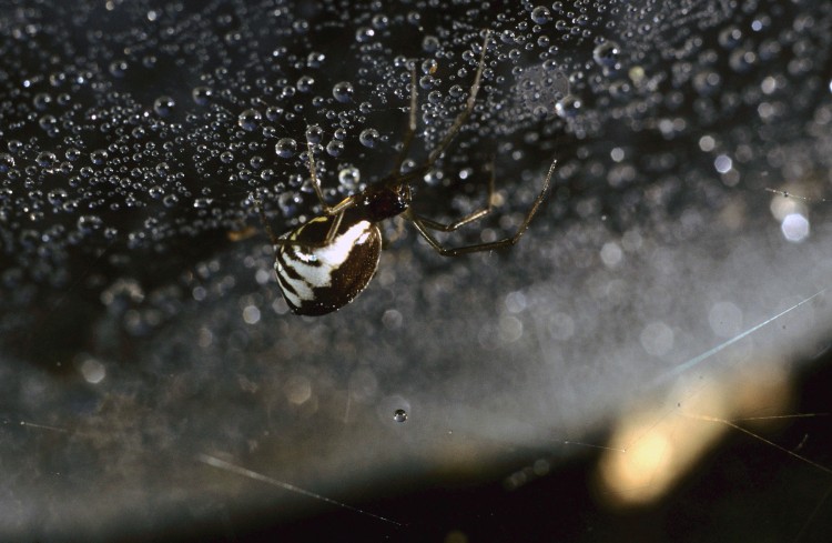 close-up photo of bowl-and-doily spider