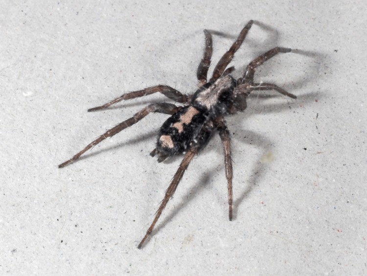 photo of parson spider