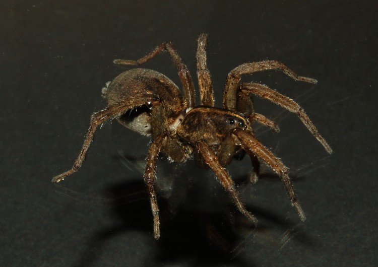 photo of female field wolf spider