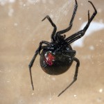 photo of southern black widow