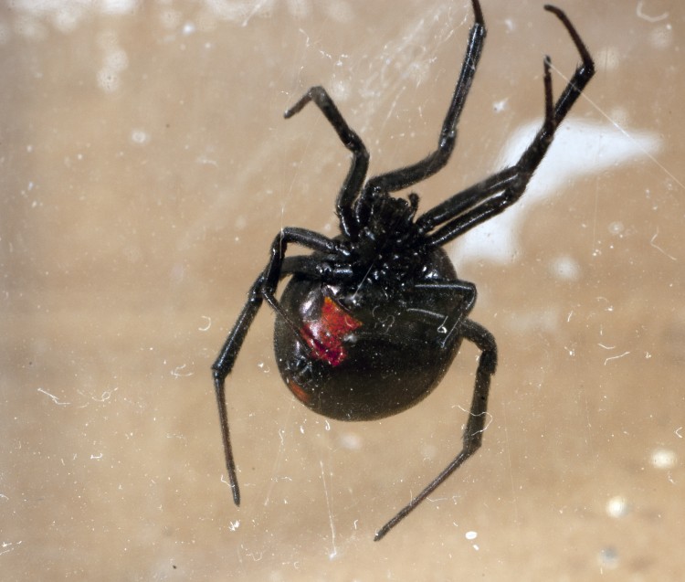 photo of southern black widow