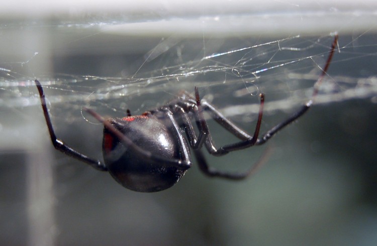 photo of northern black widow hanging in a web