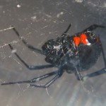 photo of northern black widow with hourglass of two spots that are nearly touching