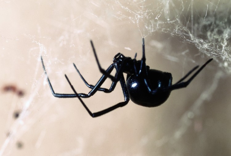 photo of northern black widow, viewed from the side