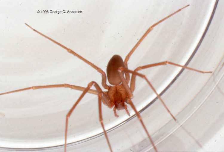 photo of Mediterranean recluse