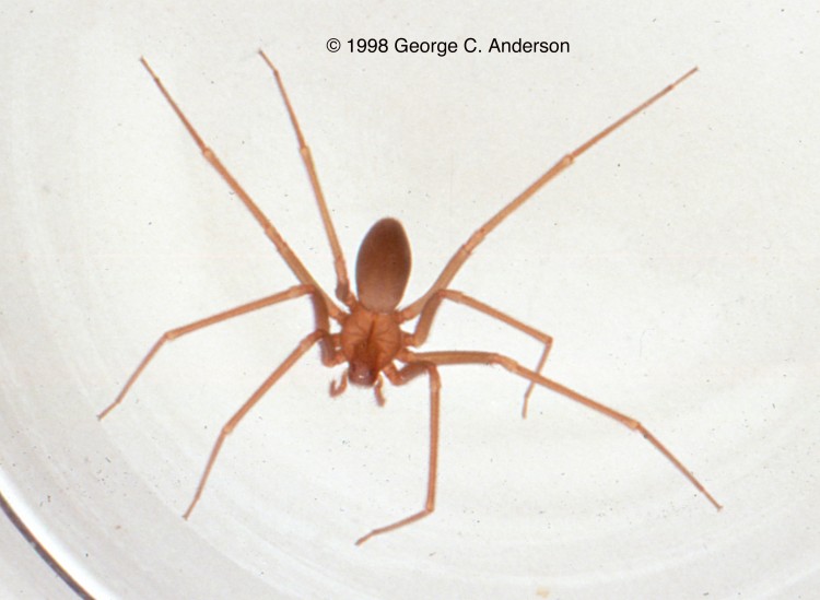 photo of Mediterranean recluse