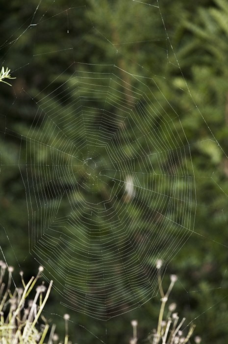 photo of an orb web