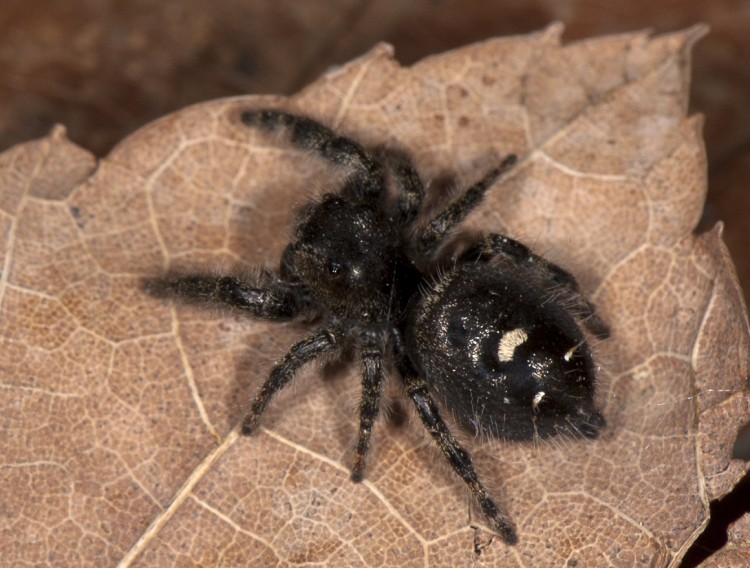 photo of adult female bold jumper with white spot