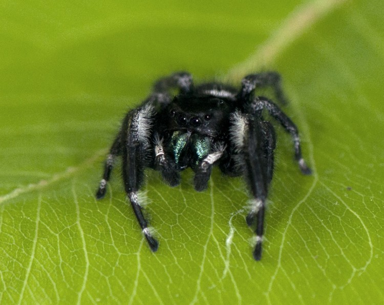 photo of male bold jumper