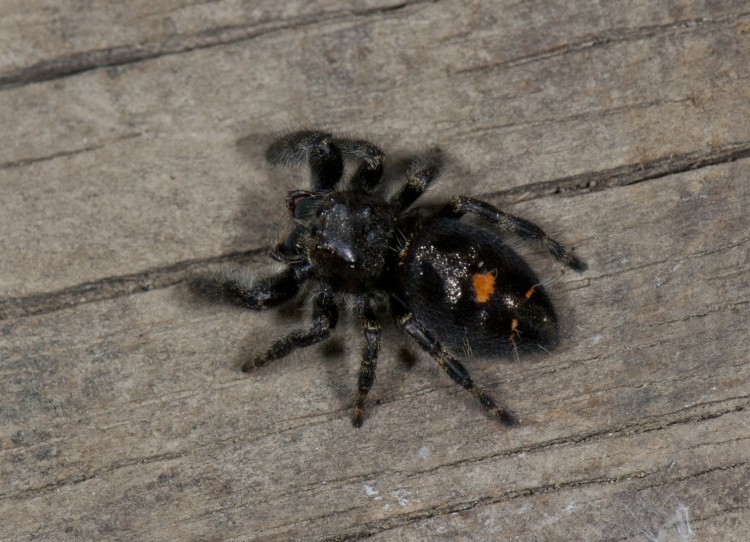 photo of immature bold jumper with orange spot