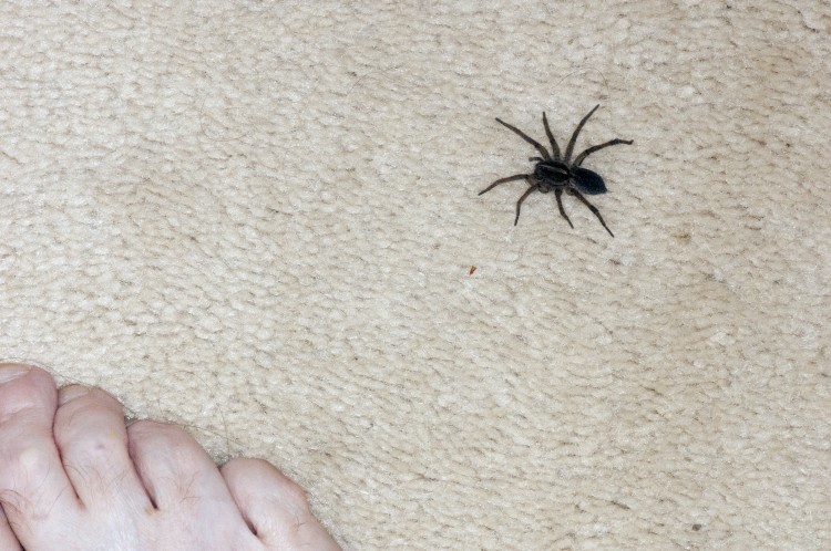 photo of a female field wolf spider on carpet next to foot