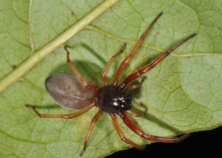 photo of female bullheaded sac spider