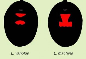 diagram of the spot patterns of the two species of black widows in Ohio