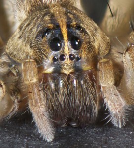 photo of wolf spider's face