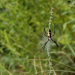 photo of black-and-yellow garden spider