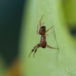 photo of Asagena americana male