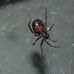 photo of Enoplognatha caracis