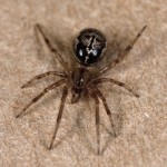 photo of Enoplognatha marmorata