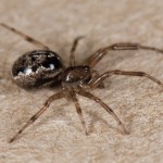 photo of Enoplognatha marmorata