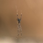 photo of Episinus amoenus in web