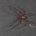 photo of male black widow