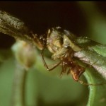 photo of female Neospintharus trigonum