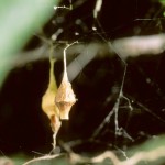 photo of egg cases of Neospintharus trigonum