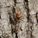 photo of Parasteatoda tabulata