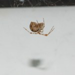 photo of immature common house spider