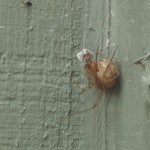 photo of common house spider