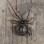 photo of common house spider